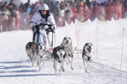 Lenk 2013